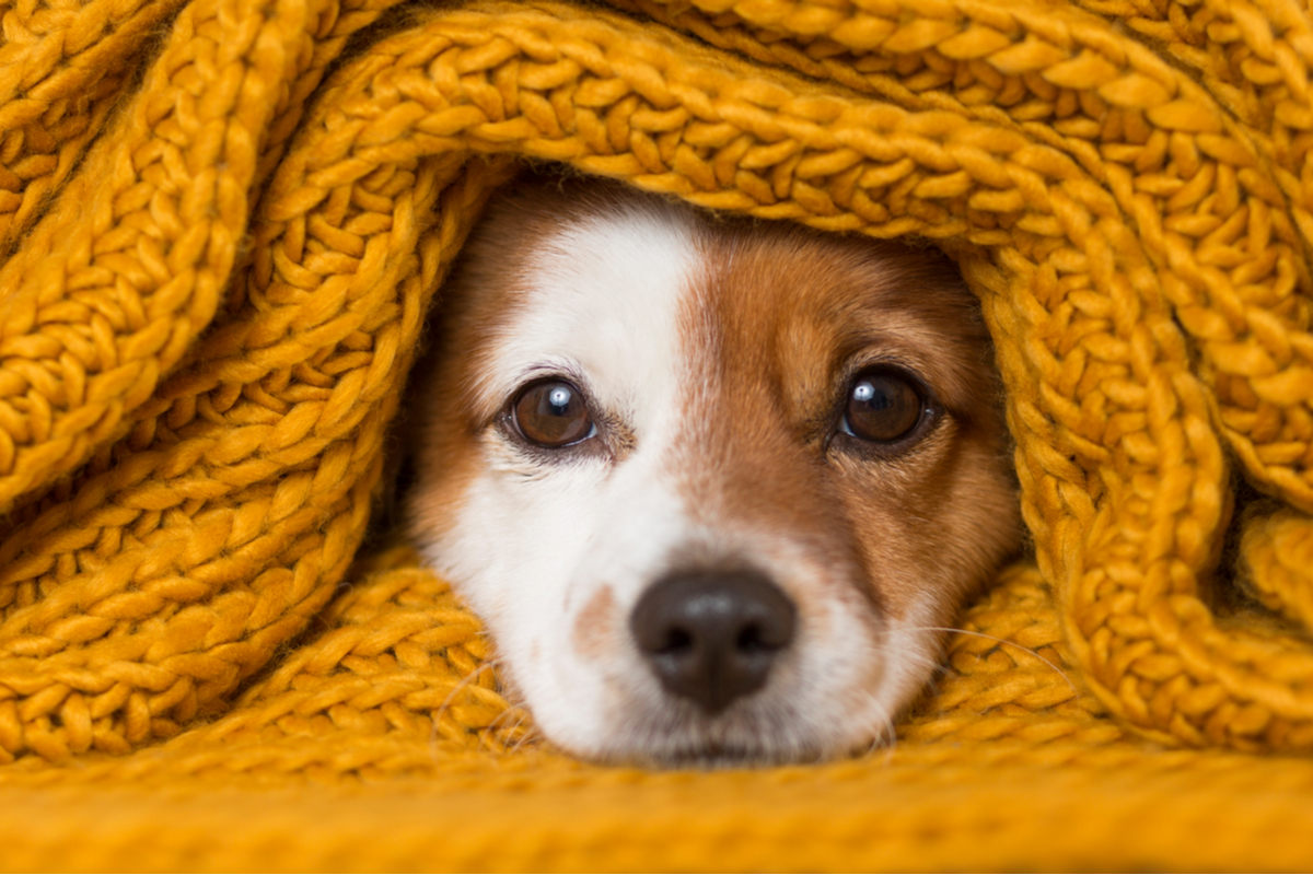 eva_blanco | Shutterstock