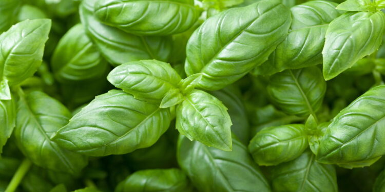 As melhores plantas para cultivar no verão e colher rápido em casa