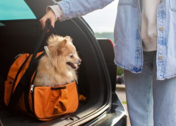 viajar com pet